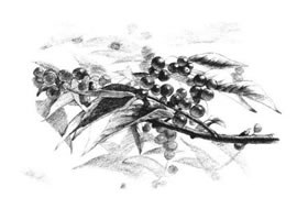 果園植物素描畫法