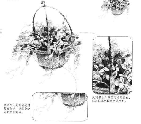 珍珠吊蘭素描畫法
