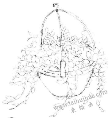 懸掛的珍珠吊蘭素描畫法步驟03