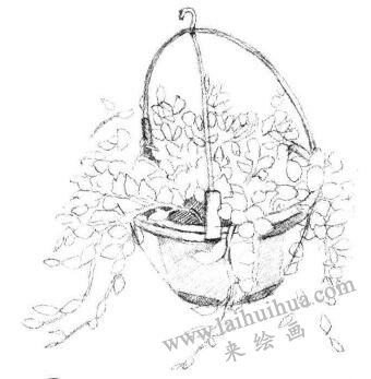 懸掛的珍珠吊蘭素描畫法步驟04