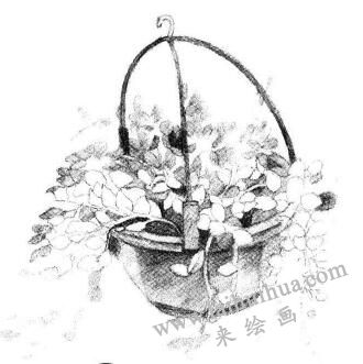 懸掛的珍珠吊蘭素描畫法步驟05
