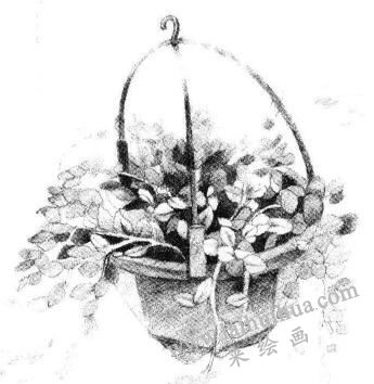 懸掛的珍珠吊蘭素描畫法步驟06