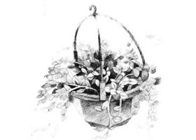 珍珠吊蘭素描畫法