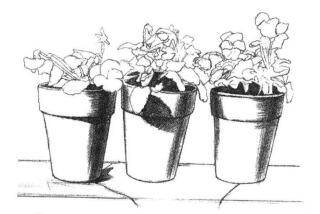 盆栽素描畫法步驟03