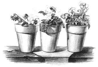 盆栽素描畫法步驟09