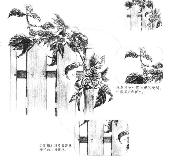柵欄花藤的素描畫法