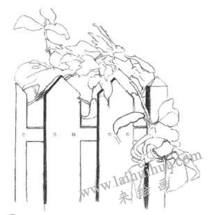 柵欄花藤的素描畫法步驟02