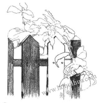 柵欄花藤的素描畫法步驟03