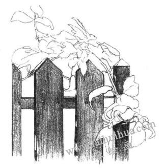 柵欄花藤的素描畫法步驟04