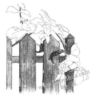 柵欄花藤的素描畫法步驟05