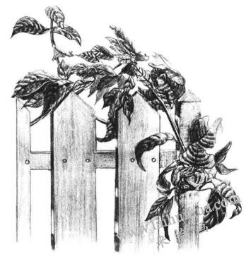 柵欄花藤的素描畫法步驟10