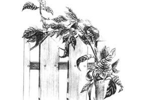 柵欄花藤的素描畫法
