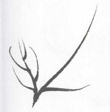 菊花葉子葉筋的勾法04