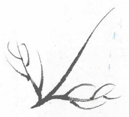 菊花葉子葉筋的勾法05