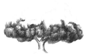 榕樹素描畫法步驟02