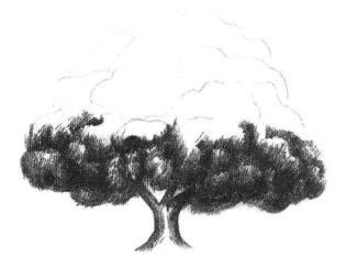 榕樹素描畫法步驟03