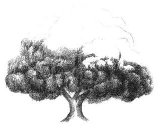 榕樹素描畫法步驟04