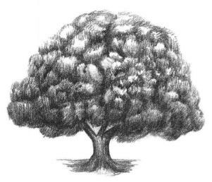 榕樹素描畫法步驟06
