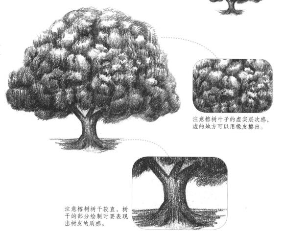榕樹素描畫法