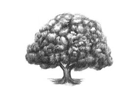 榕樹素描畫法