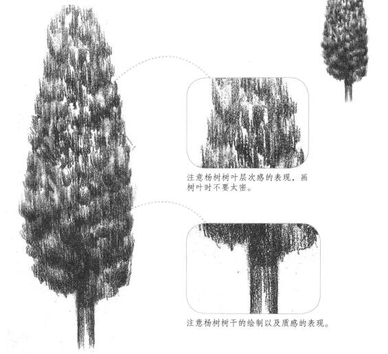 楊樹的素描畫法