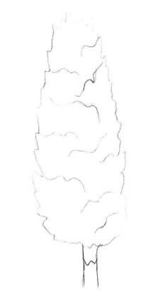 楊樹的素描畫法步驟01