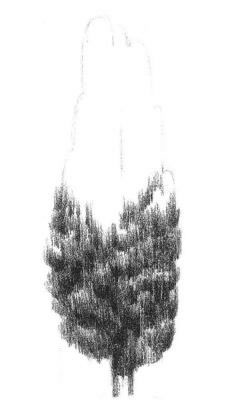 楊樹的素描畫法步驟02