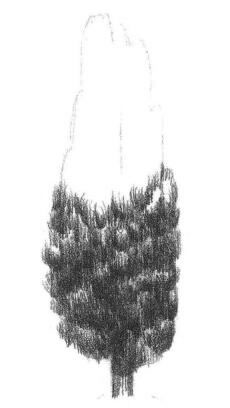 楊樹的素描畫法步驟03