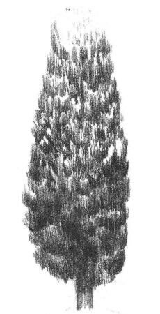 楊樹的素描畫法步驟05