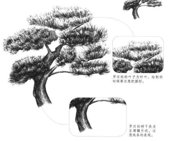 羅漢松素描畫法