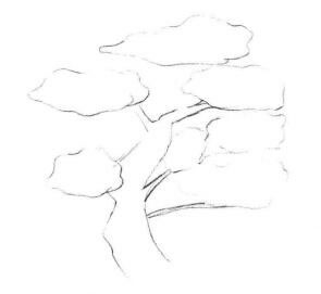 羅漢松素描畫法步驟01