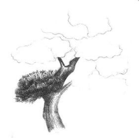 羅漢松素描畫法步驟02