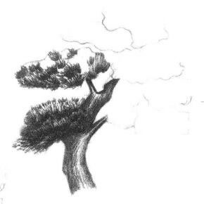 羅漢松素描畫法步驟03