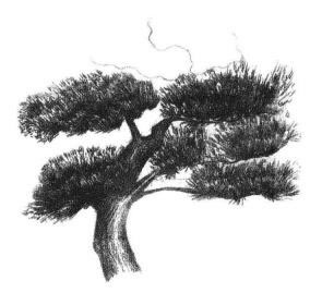 羅漢松素描畫法步驟05