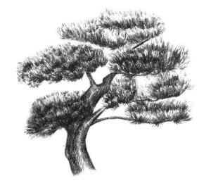 羅漢松素描畫法步驟06