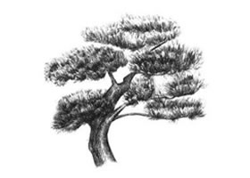 羅漢松素描畫法