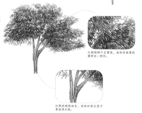 紅楓素描畫法