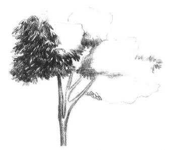 紅楓素描畫法步驟02