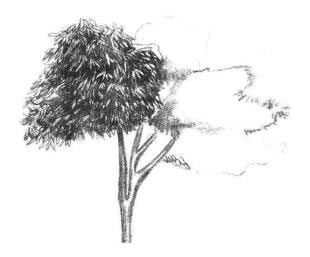 紅楓素描畫法步驟03