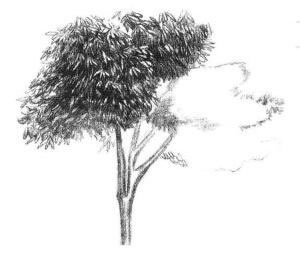 紅楓素描畫法步驟04
