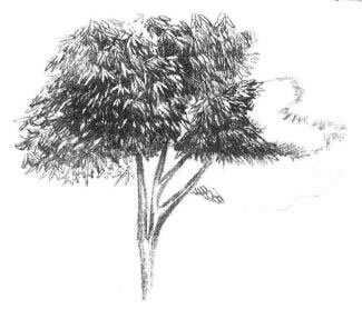 紅楓素描畫法步驟05