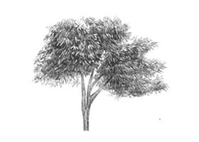 紅楓素描畫法