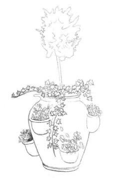 院內(nèi)植物花卉素描畫法步驟02