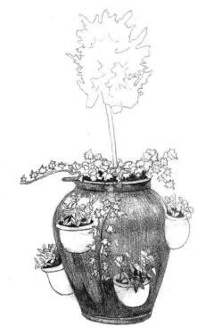 院內(nèi)植物花卉素描畫法步驟03