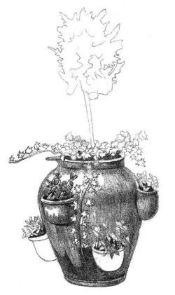 院內(nèi)植物花卉素描畫法步驟04