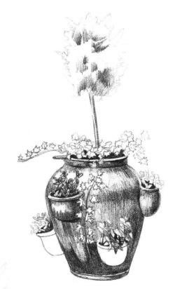 院內(nèi)植物花卉素描畫法步驟06