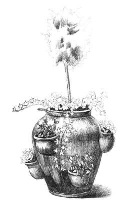 院內(nèi)植物花卉素描畫法步驟07