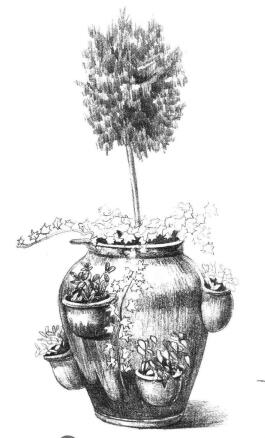 院內(nèi)植物花卉素描畫法步驟08