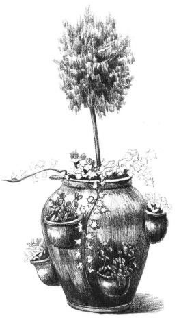 院內(nèi)植物花卉素描畫法步驟09