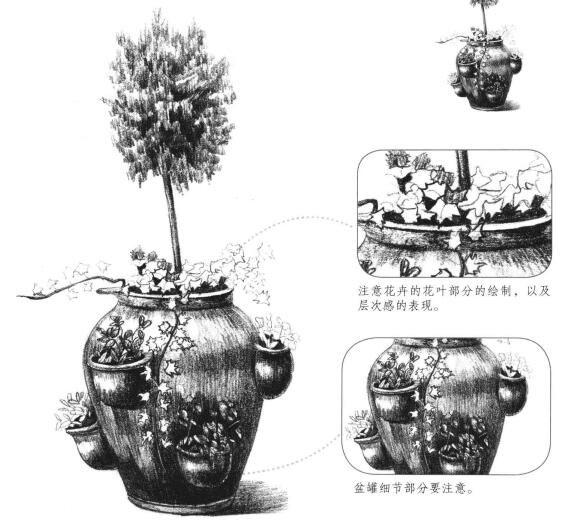 植物花卉素描畫法
